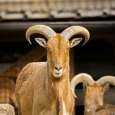 Mouflon &agrave; manchettes - De Zonnegloed - Refuge pour animaux